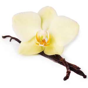 Vanilla stick Vanilla stick on a white background