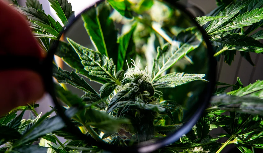 cannabis loupe Organiquement Votre