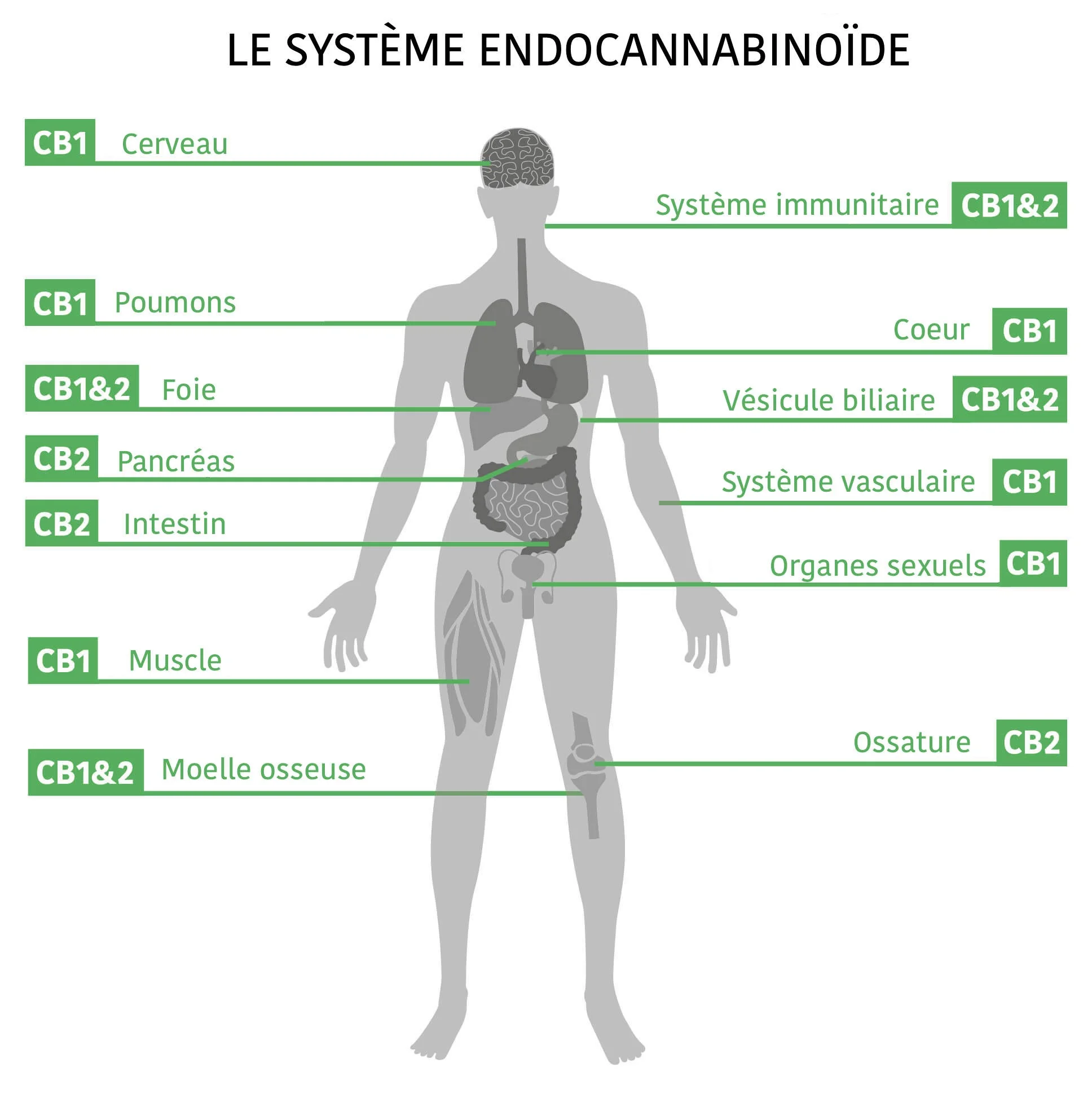 Systeme endocannabinoid