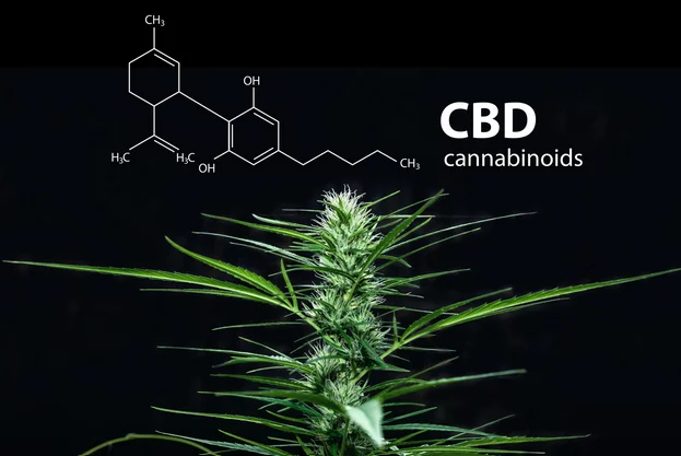 molécule CBD Organiquement Votre